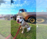 Small #2 American Bulldog-American Staffordshire Terrier Mix