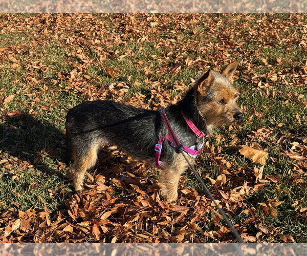 Medium Photo #1 Mutt Puppy For Sale in Salt Lake City, UT, USA