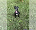 Small #2 American Pit Bull Terrier-Border Collie Mix