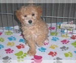 Small Photo #8 Poochon Puppy For Sale in ORO VALLEY, AZ, USA