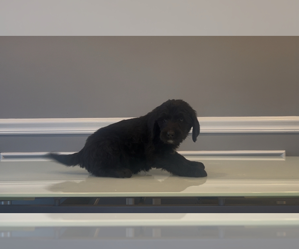 Medium Photo #79 Bernedoodle-Labradoodle Mix Puppy For Sale in MILFORD, NJ, USA