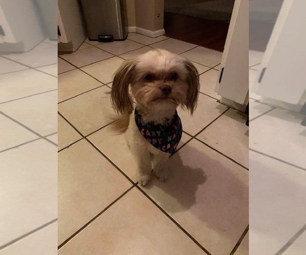 Medium Photo #3 Auss-Tzu Puppy For Sale in PALM COAST, FL, USA