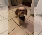 Small #2 Auss-Tzu
