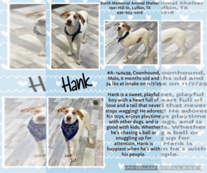 Mutt Dogs for adoption in Woodbury, NY, USA