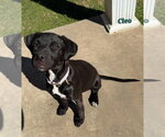 Small Photo #2 Labrador Retriever-Unknown Mix Puppy For Sale in Oakhurst, NJ, USA