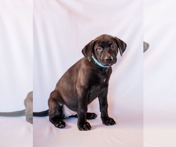 Medium Photo #1 Mutt Puppy For Sale in St. Louis Park, MN, USA