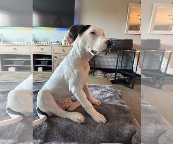 Medium Photo #2 Mutt Puppy For Sale in Woodbury, NY, USA