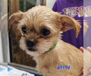 Mutt Dogs for adoption in Chico, CA, USA
