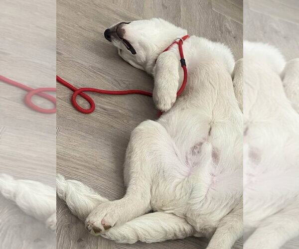 Medium Photo #4 Siberian Husky-Unknown Mix Puppy For Sale in Dana Point, CA, USA