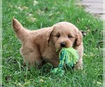 Small Photo #10 Labradoodle Puppy For Sale in SYRACUSE, IN, USA