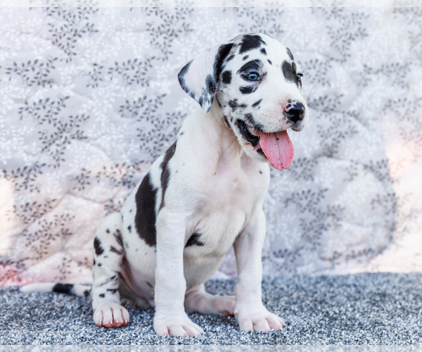 Medium Photo #34 Great Dane Puppy For Sale in WAKARUSA, IN, USA