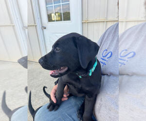 Labrador Retriever Puppy for sale in FINCASTLE, VA, USA