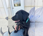 Image preview for Ad Listing. Nickname: Brody