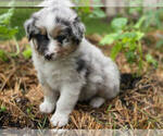 Puppy Puppy 1 Australian Shepherd