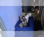 Small #5 Mutt