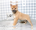 Small Photo #5 Shiba Inu Puppy For Sale in MARIETTA, GA, USA