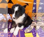 Puppy 8 English Shepherd