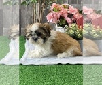 Small #1 Shih Tzu