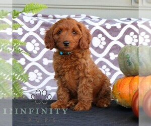 Cavapoo Puppy for sale in PARKESBURG, PA, USA