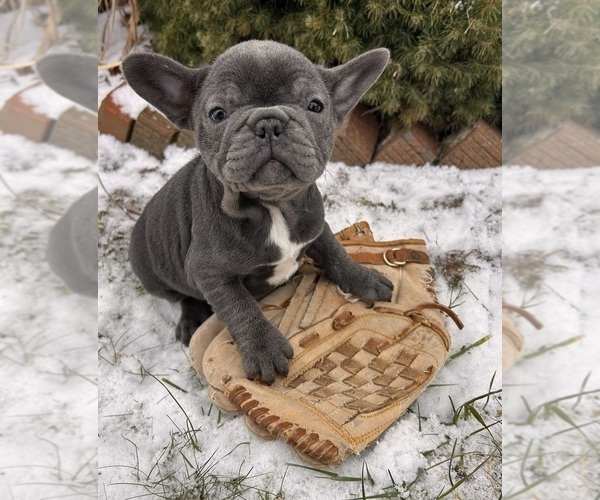Medium Photo #2 French Bulldog Puppy For Sale in MIDDLEBURY, IN, USA