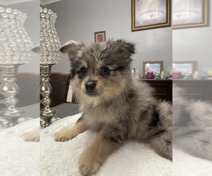 Pomeranian Puppy for Sale in CICERO, Illinois USA