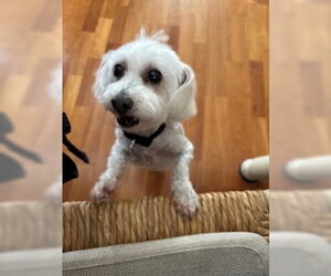Emily - Female Maltese-Unknown Mix Dog for Adoption - Photo #3