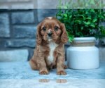 Puppy Shiloh Cavalier King Charles Spaniel