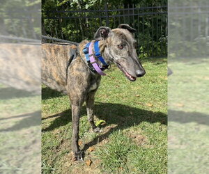 Greyhound Dogs for adoption in Cherry Hill, NJ, USA