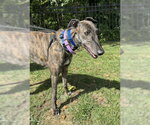 Gus - Male Greyhound Dog for Adoption - Small photo