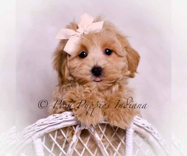Medium Photo #1 Maltipoo (Miniature) Puppy For Sale in WARSAW, IN, USA