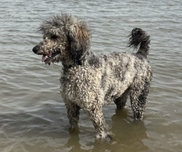 Medium Photo #1 Boxer-Poodle (Standard) Mix Puppy For Sale in WEST POINT, VA, USA