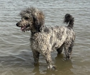 Father of the Boxer-Poodle (Standard) Mix puppies born on 06/01/2025