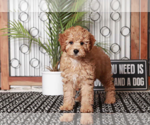 Cavapoo Puppy for sale in NAPLES, FL, USA