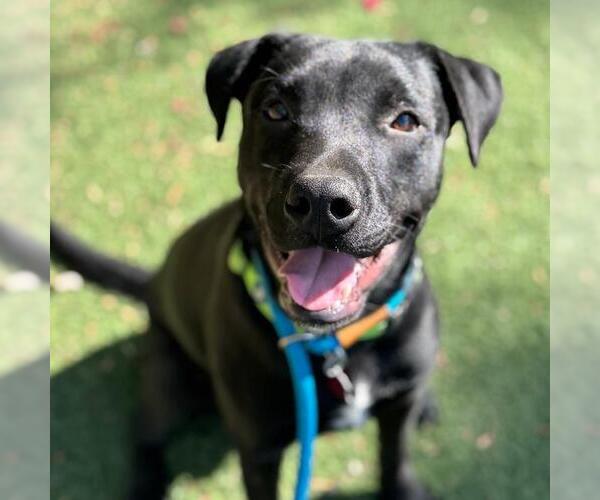 Medium Photo #8 Labrador Retriever-Unknown Mix Puppy For Sale in San Diego, CA, USA