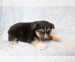Small Photo #3 Mutt Puppy For Sale in SHILOH, OH, USA