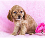 Puppy Sunshine Cocker Spaniel