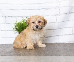 Yo-Chon Dog for Adoption in RED LION, Pennsylvania USA