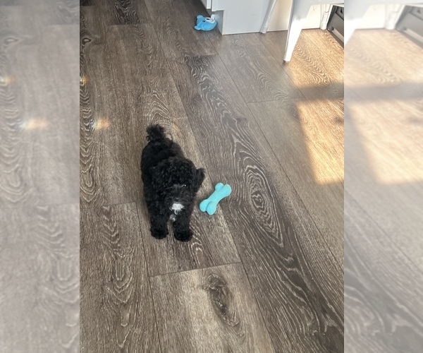 Medium Photo #1 Poodle (Toy) Puppy For Sale in NILES, MI, USA