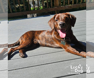 Opie - Male Colonial Cocker Spaniel-Unknown Mix Dog for Adoption - Photo #4