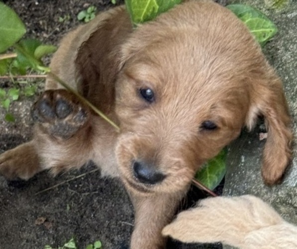 Medium Photo #6 Goldendoodle (Miniature) Puppy For Sale in CAMBRIDGE, MN, USA