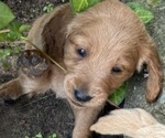 Small #5 Goldendoodle (Miniature)