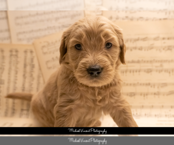 Medium Photo #5 Goldendoodle Puppy For Sale in ESCOHEAG, RI, USA