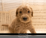 Small Photo #5 Goldendoodle Puppy For Sale in ESCOHEAG, RI, USA