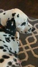 Mother of the Dalmatian puppies born on 12/08/2018