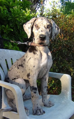 Great Dane Puppy for sale in OCALA, FL, USA