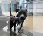 Small Mutt