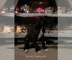 Small Photo #10 Great Dane Puppy For Sale in IUKA, IL, USA