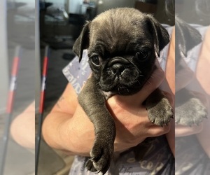 Pug Puppy for sale in DUNLAP, TN, USA