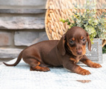 Small Photo #10 Dachshund Puppy For Sale in NAPPANEE, IN, USA