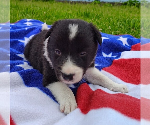 Medium Photo #61 Border Collie Puppy For Sale in NORBORNE, MO, USA